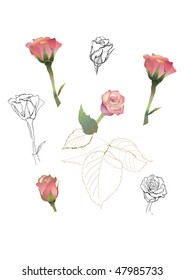 monochrome and colorful vector  roses  set