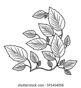 monochrome contour with creeper plant vector illustration