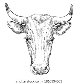 Dibujo monocromo de la cabeza de vaca dibujado a mano ilustración vectorial aislada en fondo blanco. Ilustración vintage de la vista frontal del toro de cuernos para etiqueta, afiche, impresión y diseño.