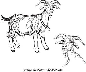 Monochrome cute goat  sketch hand drawn vector illustration isolated on white background. Vintage illustration for label, poster, print and design.
