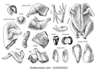 Monochrome cutting Poultry meat elements set