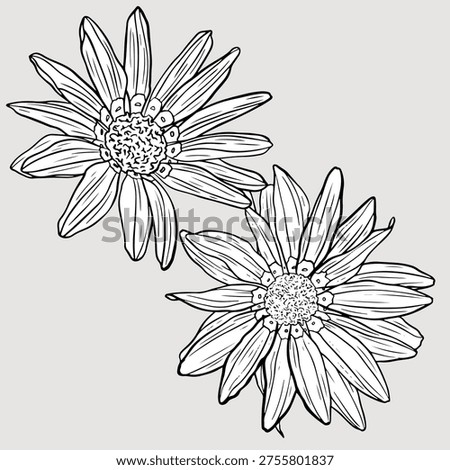 Monochrome detailed illustration of two large gerberas with intricate petal and center patterns against, showing fine line artistry.
