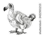 Monochrome dodo extinct bird sketch