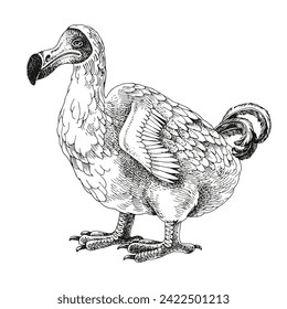 Monochrome dodo extinct bird sketch