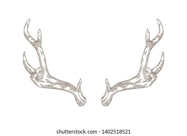 Monochrome drawing of deer, stag or hart antlers isolated on white background. Part of forest animal's body. Elegant hand drawn realistic vector illustration in vintage engraving style for logotype.