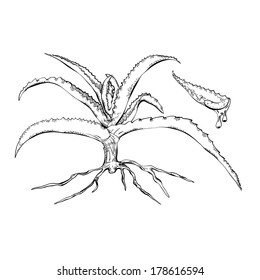 Monochrome drawing herb aloe vera-style line art