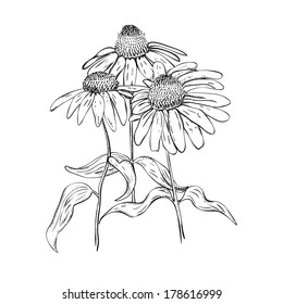 1,565 Echinacea sketch Images, Stock Photos & Vectors | Shutterstock