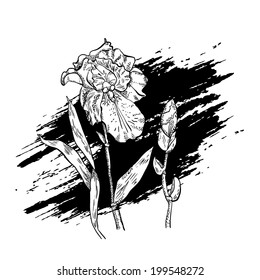 Monochrome drawing iris flower