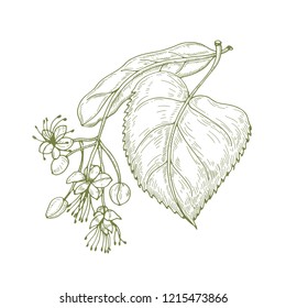 Monochrome drawing of linden leaves and beautiful blooming flowers or inflorescence. Medicinal plant hand drawn with contour lines on white background. Botanical vector illustration in vintage style.