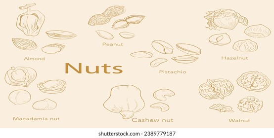 Monochrome dry fruits - hand drawn nuts icon symbol set collection. Almond, cashew, nut, peanut, walnut, pista etc. Fresh Food Doodle style icon set.