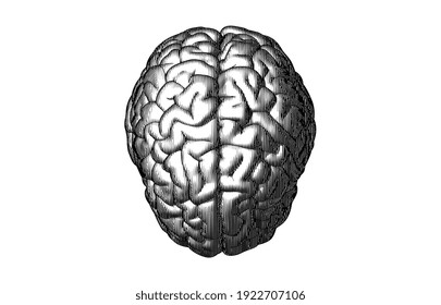 Monochrome engraved stylized vertical line drawing of human brain top view vector illustration isolated on white background