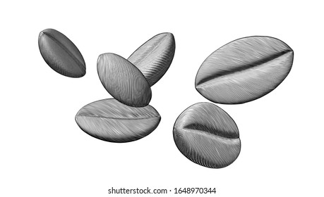 Monochrome engraved vintage drawing coffee bean set vector illustration isolated on white background