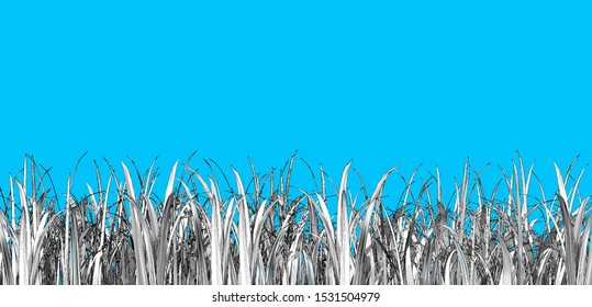 Monochrome engraved vintage drawing grass weed foreground group illustration isolated on blue background