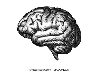Monochrome engraved vintage drawing human brain in side view with woodcut print style illustration isolated on white background