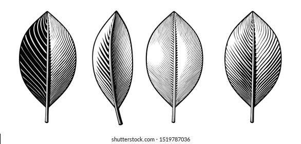 Monochrome engraved vintage drawing leaves in various style vector illustration isolated on white background