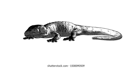 Monochrome engraved vintage vector drawing tokay gecko lizard crawling with dark shadow mood in side camera view isolated on white background