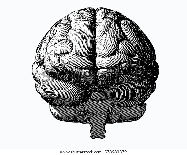白い背景に白黒の彫刻脳イラスト のベクター画像素材 ロイヤリティフリー