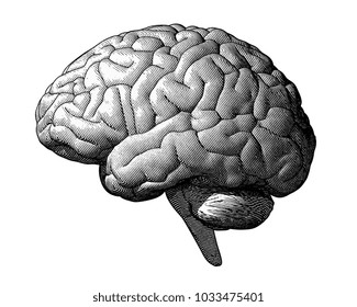 Monochrome engraving brain illustration in side view isolated on white background