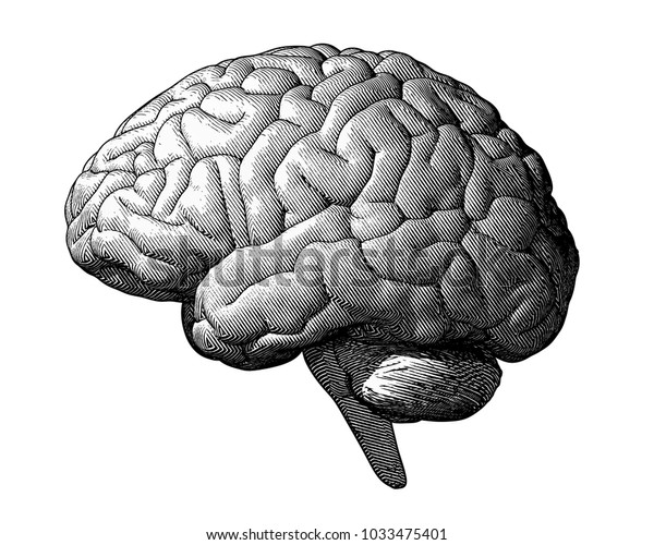 Monochrome Engraving Brain Illustration Side View Stock Vector (Royalty ...