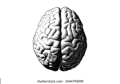 Monochrome engraving brain illustration in top view isolated on white background - Shutterstock ID 1044794098