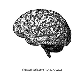 Monochrome engraving brain side view in woodcut style illustration isolated on white background