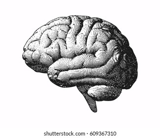 Monochrome engraving brain side view illustration old style on white background