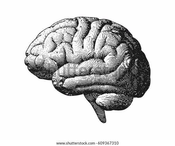 Monochrome Engraving Brain Side View Illustration Stock Vector (Royalty ...