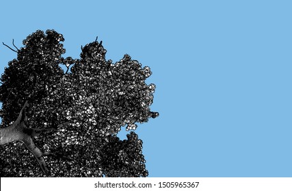 Monochrome engraving drawing big tree worm eye low angle view foreground stock illustration isolated on light blue space background 