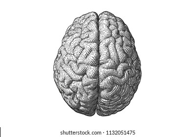 Monochrome engraving drawing brain illustration with geometric line style in top view isolated on white background