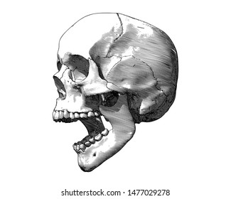 Grabado monocromo dibujo calavera humana abrir boca ilustración lateral de la mandíbula aislada en fondo blanco