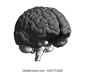 白い背景に白黒の人間の脳の側面図を彫刻したイラスト のベクター画像素材 ロイヤリティフリー Shutterstock