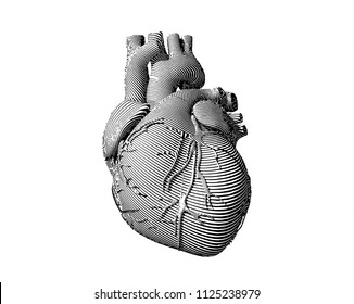 Monochrome engraving human heart illustration with stylized flow line art isolated on white background