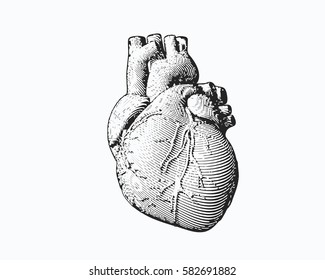 Monochrome Engraving Human Heart Illustration Isolated On White Background