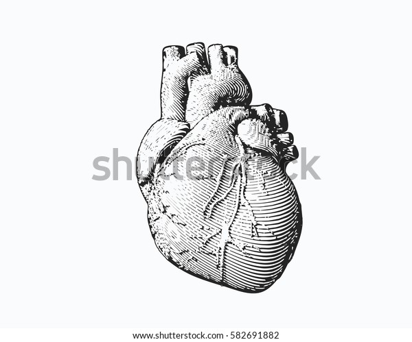 Monochrome Engraving Human Heart Illustration Isolated Stock Vector Royalty Free