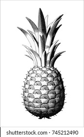 Monochrome Engraving Pineapple Illustration Isolated On Stock Vector ...