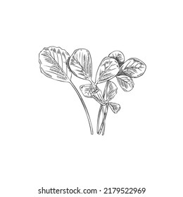 Monochrome fenugreek or basil leaves, hand drawn sketch vector illustration isolated on white background. Botanical element with engraving texture. Fresh herbs for cooking or traditional medicine.