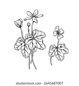 Arbustos de amora-branca com flores monocromáticas com folhas e ilustração de vetor de flores. Plantas nórdicas para guia botânico, design de natureza, impressão botânica e embalagem de produtos orgânicos, medicina à base de plantas.
