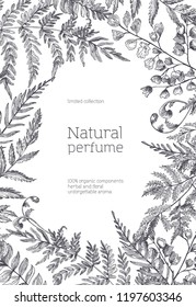 Monochrome flyer template decorated with forest ferns and herbs hand drawn with black contour lines on white background. Natural perfume or fragrance advertisement, promo. Vector illustration.