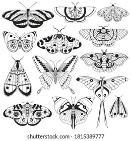 Monochrome flying butterflies and exotic winged insects. Hand-drawn moth silhouettes collection with tropical rainforest Comet-moth, Cinnabar, Milionia basalis, banded Heliconian in outline design.