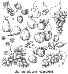 Monochrome fruits set. Hand drawn sketch of apple, pear, grape, quince, plum, apricot, cherry and berries.