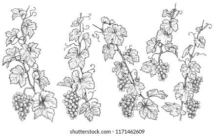 Monochrome grapes branches set. Hand drawn grape bunches and leaves isolated on white background. Vector sketch. 