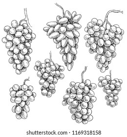 Monochrome grapes set. Hand drawn grape bunches isolated on white background. Vector sketch.