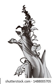Monochrome gray engraving drawing beanstalk worm eye view growing to the moon illustration isolated on white background