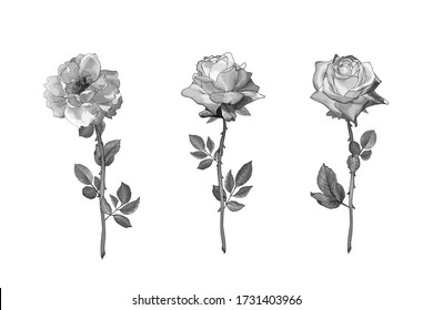 Monochrome gray rose. Black and white floral set of three flowers on stem, leaves. Isolated on white. Hand drawn. For the design wedding invitation, valentines day. Vintage. Vector stock illustration.