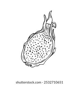 Monochrome half pitaya dragon fruit graphic black white sketch illustration. Tropical sweet pitahaya plant vector etching drawing. Food ingredient for dessert decor, cooking book