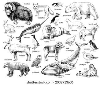 Monochrome Hand drawn Arctic animals collection