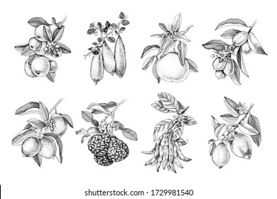 Monochrome hand drawn citrus fruits branches. 8 plants - tangerine, finger lime, grapefruit, kumquat, lime, bergamot, citron Buddah s hand, lemon. Vector illustration in retro style.