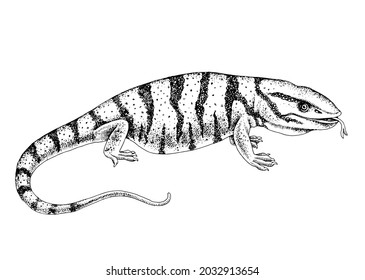 Desenhado à mão monocromático deserto varanus griseus.