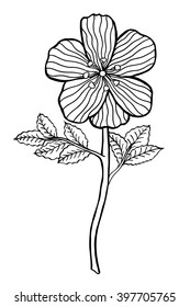 Monochrome Hand drawn Flower sketch. Vector Isolated on white