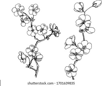 Antique Floral Corner Engraving Scalable Editable Stock Vector (Royalty ...